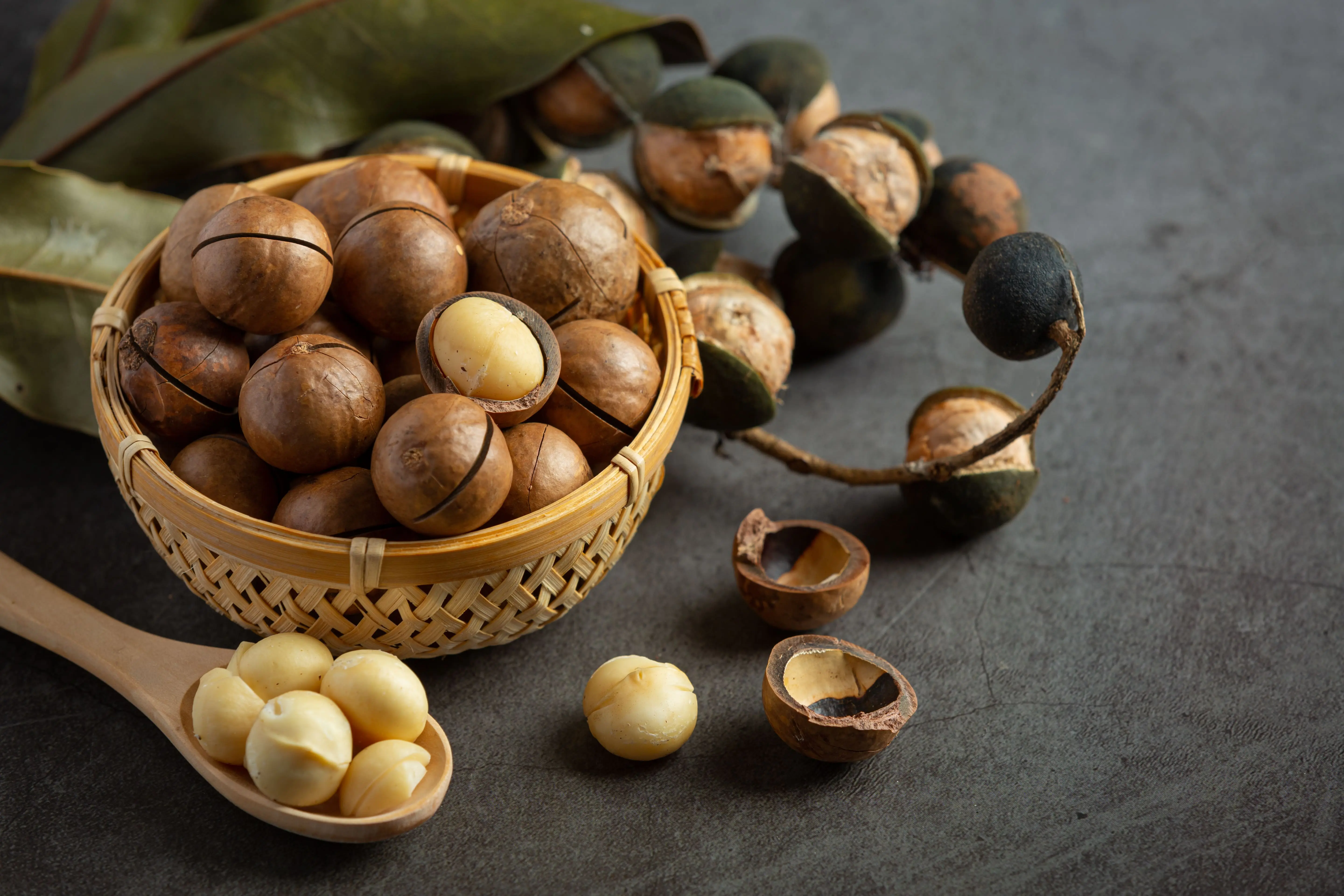 Macadamia